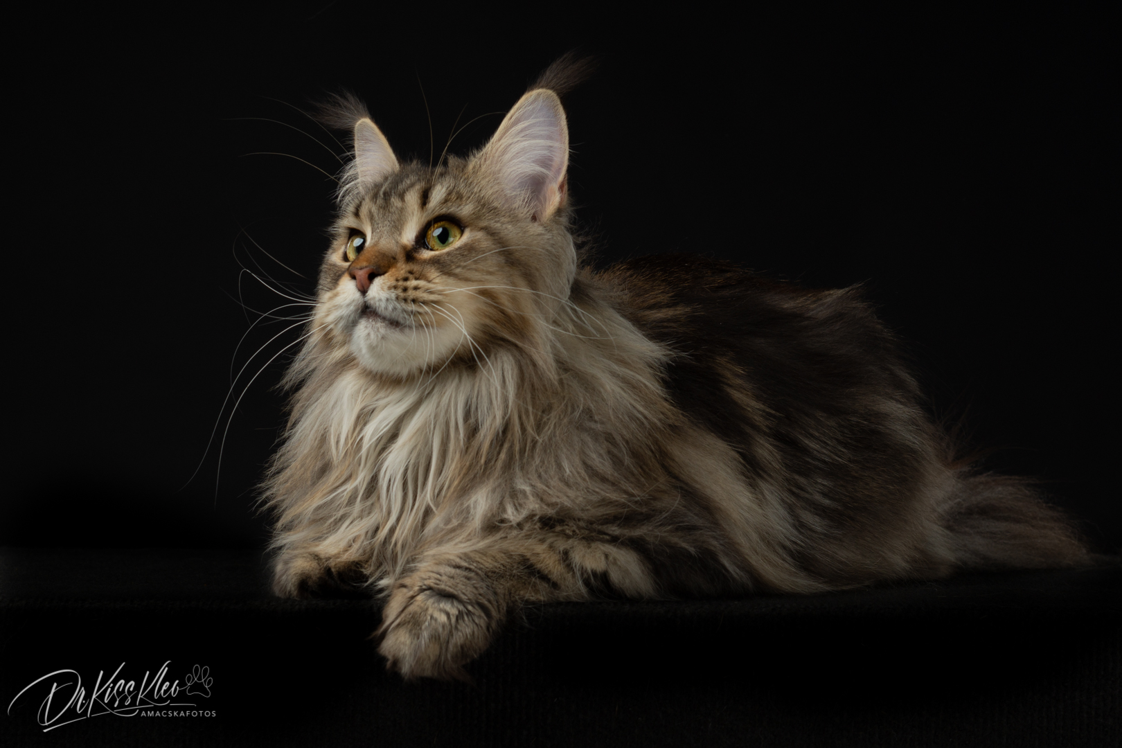 Lizi